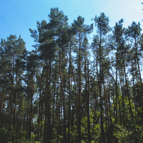 Drzewa i zadrzewienia – kiedy są atutem działki, a kiedy realnym ograniczeniem?
